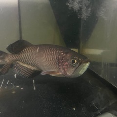 ノーザンバラムンディの画像