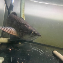 ノーザンバラムンディの画像