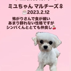 里親募集中☆ミユちゃん