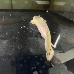 ポリプテルス ビキールビキールの画像