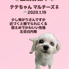 里親募集中☆テテちゃん