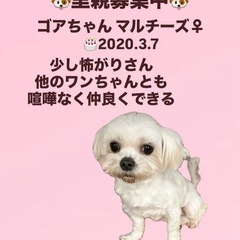 里親募集中☆ゴアちゃん