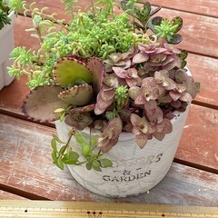 多肉植物　3点セットの画像