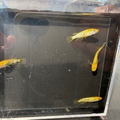 メダカ　サンシャイン　2ペア の画像