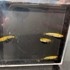 メダカ　サンシャイン　2ペア の画像