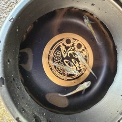 メダカ　大輝　2ペア の画像