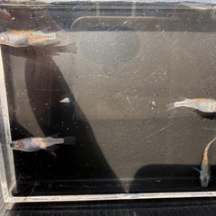 メダカ　大輝　2ペア の画像