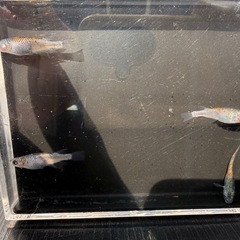 メダカ　大輝　2ペア の画像