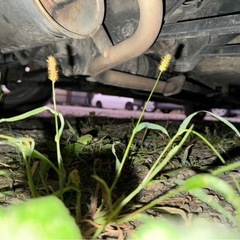 ステラ　スーパーチャージャーの画像