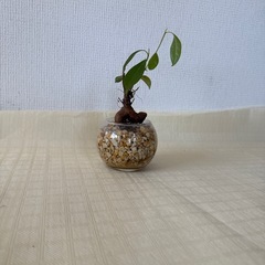 観葉植物2個セットの画像