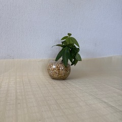 観葉植物2個セットの画像