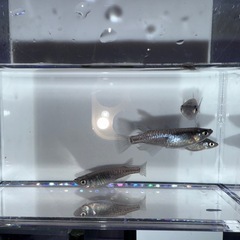 黒幹之カガミ鱗　有精卵30個 500円‼️の画像