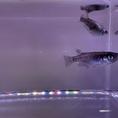 黒幹之カガミ鱗　有精卵30個 500円‼️の画像