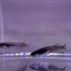 黒幹之カガミ鱗　有精卵30個 500円‼️の画像