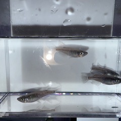 黒幹之カガミ鱗　有精卵30個 500円‼️の画像