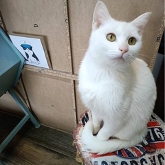 ✨純白✨ピュアちゃん　里親様募集いたします。