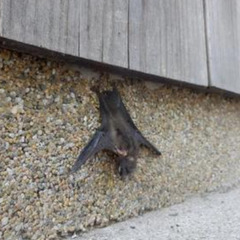 【業務委託】夜間の害虫・害獣駆除スタッフ募集！　長野県の画像