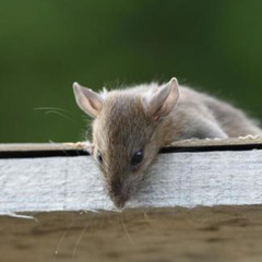 【業務委託】夜間の害虫・害獣駆除スタッフ募集！　長野県の画像