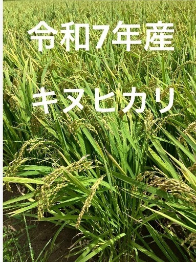 お問い合わせ終了【和歌山市で2月1日(日曜日)にお渡し]令和7年産キヌヒカリ玄米