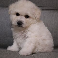 【予約受付中】トイプードル − 福岡県