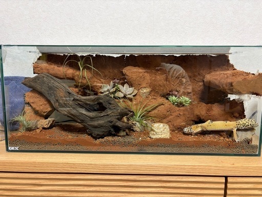 【完成品】爬虫類レイアウト・シェルター一体型60㎝水槽