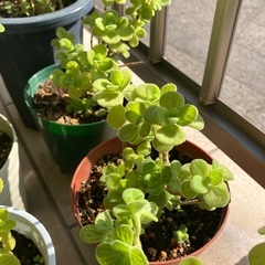 アロマティカス とても良い香りのハーブ 多肉植物 観葉植物 ゴキブリ避けにも ✨まとめ割あり✨の画像