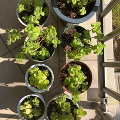 アロマティカス とても良い香りのハーブ 多肉植物 観葉植物 ゴキブリ避けにも ✨まとめ割あり✨の画像