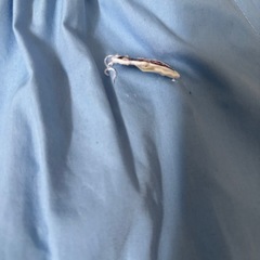 青山学園　みやこ幼稚園　こども園　夏遊び着
の画像