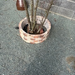 イージーウォールアールの画像