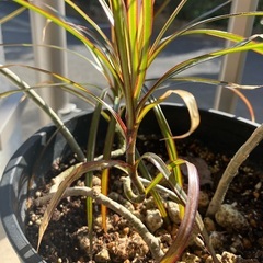 4株セット 観葉植物 ドラセナ コンシンネ 真実の木 曲がりドラセナの画像