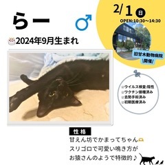 2/1（日）10:30～保護猫の譲渡会【旧甘木動物病院】 …