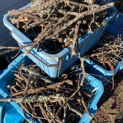 木の枝　焚き付け用の画像