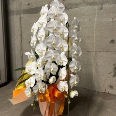 胡蝶蘭　取引成立の画像