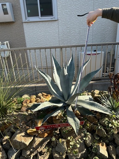 シルバーサーファー