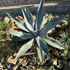 シルバーサーファーの画像