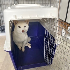 犬用でキャリーケースの画像