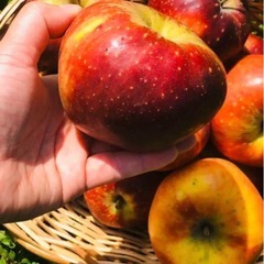 阿蘇りんごの焼き菓子の画像