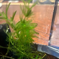 レッドビーシュリンプ ブラックビーシュリンプ スノーホワイトシュリンプの画像