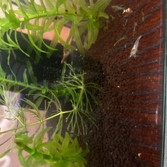 レッドビーシュリンプ ブラックビーシュリンプ スノーホワイトシュリンプの画像