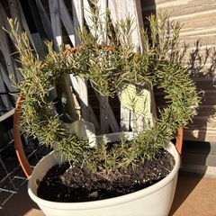 ローズマリー　ガーデニングの画像