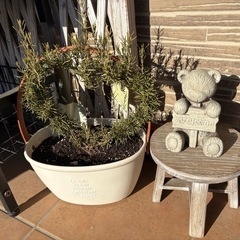 ローズマリー　ガーデニングの画像