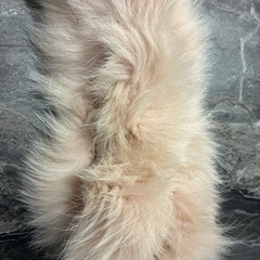 フォックス　ファー　ストール　　の画像