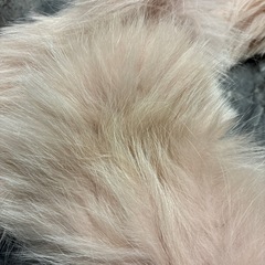 フォックス　ファー　ストール　　の画像