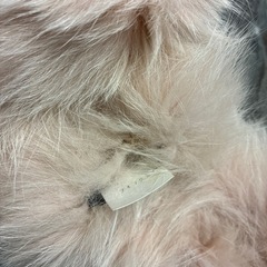 フォックス　ファー　ストール　　の画像