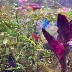 シュリンプ　エビの画像