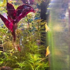 シュリンプ　エビの画像