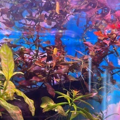 シュリンプ　エビの画像