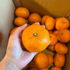 大きめのみかん33〜35個の画像