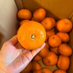 大きめのみかん33〜35個の画像