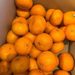 大きめのみかん33〜35個の画像